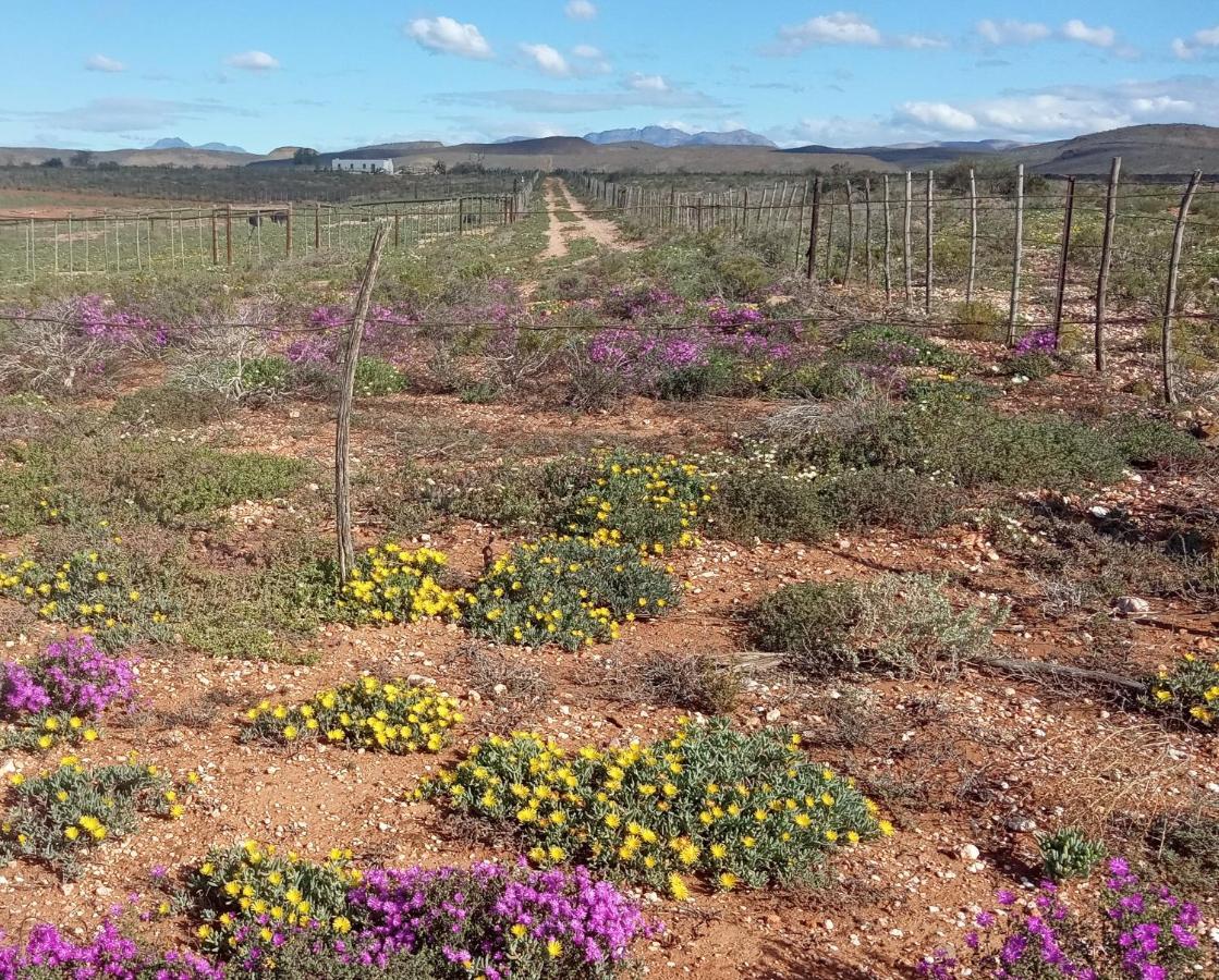 Апартаменти Pureplaas Self Catering Volmoed Oudtshoorn Klein Karoo Екстер'єр фото